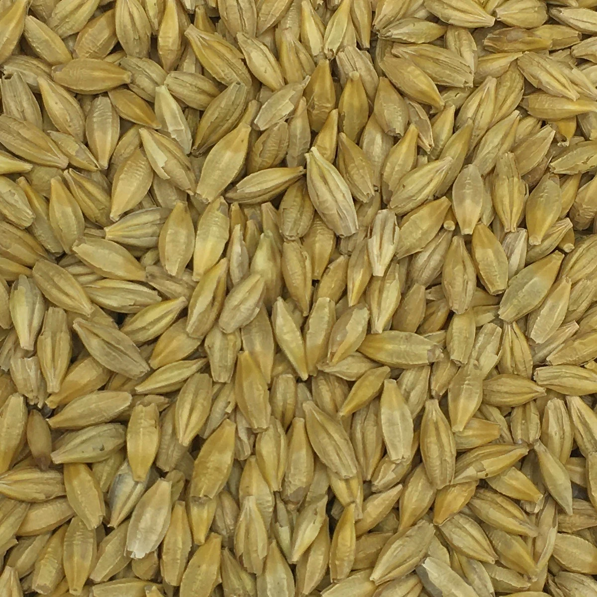 Gerste Gestutzt - Vanrobaeys 25kg 1 Gerste Gestutzt - Vanrobaeys 25kg