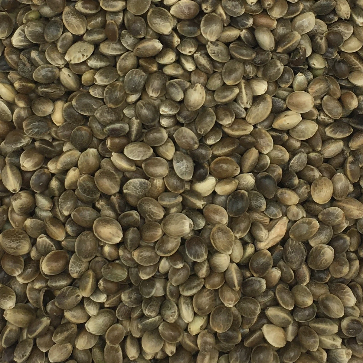 Hanfsaat Mittel - Gladen 20kg 1 Hanfsaat Mittel - Gladen 20kg