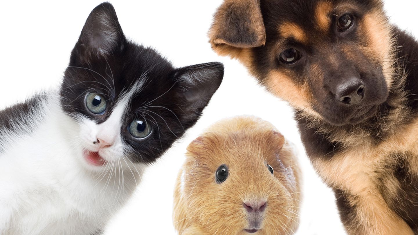 Muhle Gladen Geschaft 8 Muhle Gladen Geschaft -Muhle Gladen Geschaft haustiere c 9782243 jpg 66182