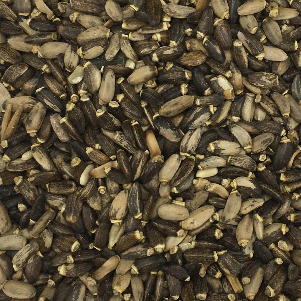 Mariendistelsamen - Vanrobaeys 20kg 1 Mariendistelsamen - Vanrobaeys 20kg