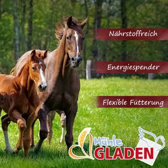 Gladen - Basis-Müsli Ohne Hafer - 20kg 2 Gladen - Basis-Müsli Ohne Hafer - 20kg – Bild 2