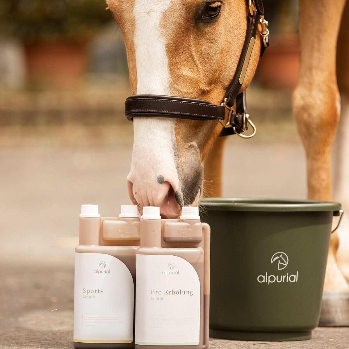 Muhle Gladen Geschaft 21 Muhle Gladen Geschaft -Muhle Gladen Geschaft pferdezusatzfutter alpurial leistungsbundle proerholung sportplus moodbild