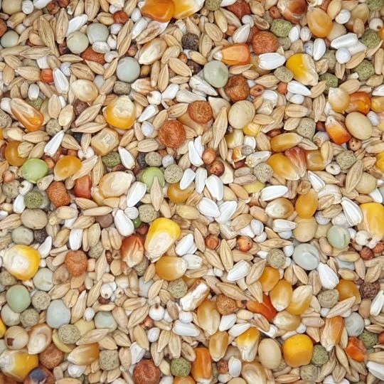 VERSELE-LAGA Versele - Plus Junior - Taubenfutter - 20kg 1 VERSELE-LAGA Versele - Plus Junior - Taubenfutter - 20kg