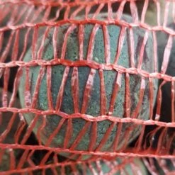 Rote Bete Knollen 15kg 5 Rote Bete Knollen 15kg -Muhle Gladen Geschaft rbsackga kopie1