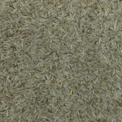 Salatsaat - Gladen 2,5kg