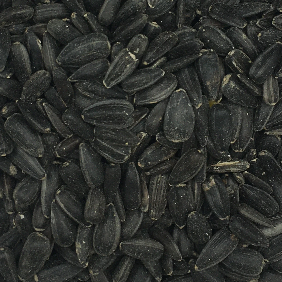 VERSELE-LAGA Sonnenblumenkerne Schwarz - Versele 15kg 1 VERSELE-LAGA Sonnenblumenkerne Schwarz - Versele 15kg