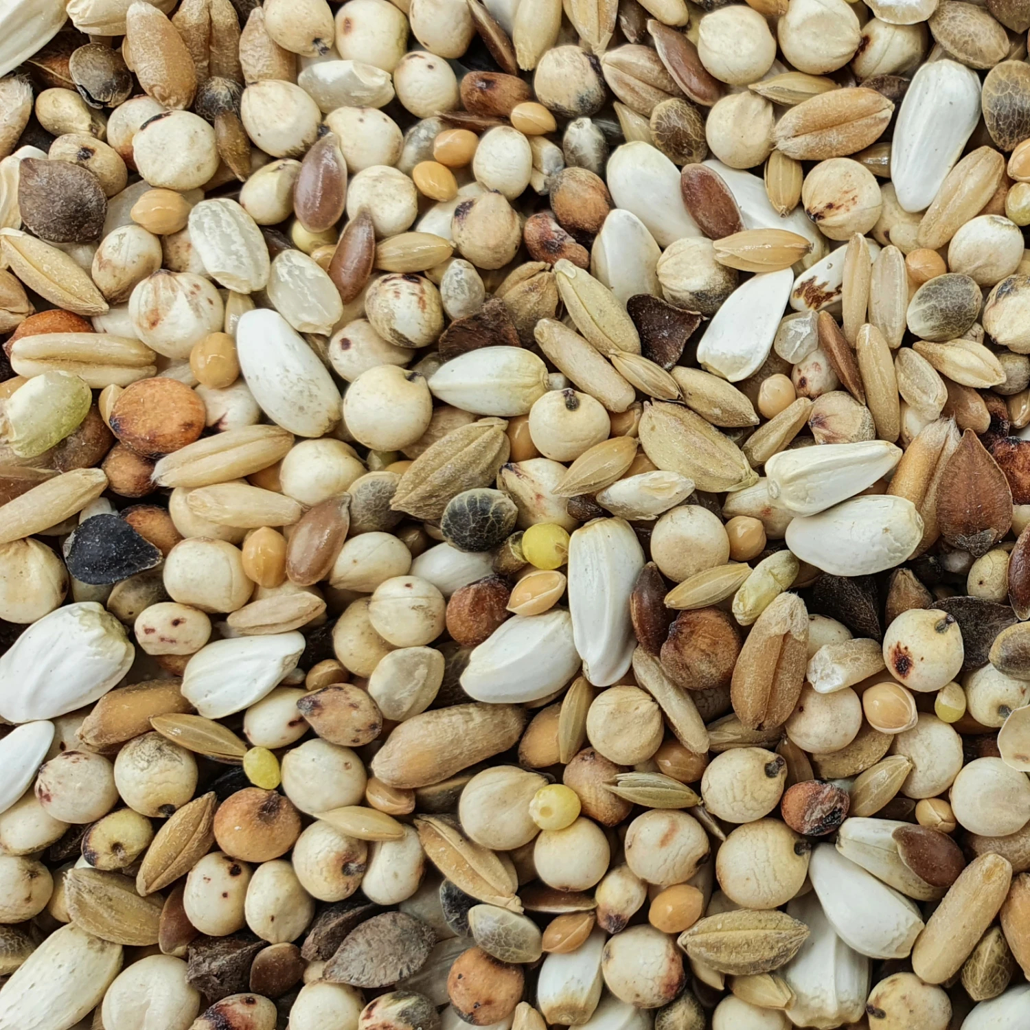 Spinne D.A. Sonderklasse 20kg 1 Spinne D.A. Sonderklasse 20kg