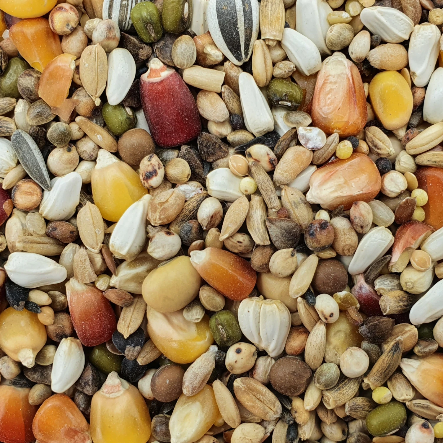 Spinne Edelkorn Power Sprint 25kg 1 Spinne Edelkorn Power Sprint 25kg