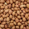 Erdnüsse Spitzenqualität - Spinne 25kg
