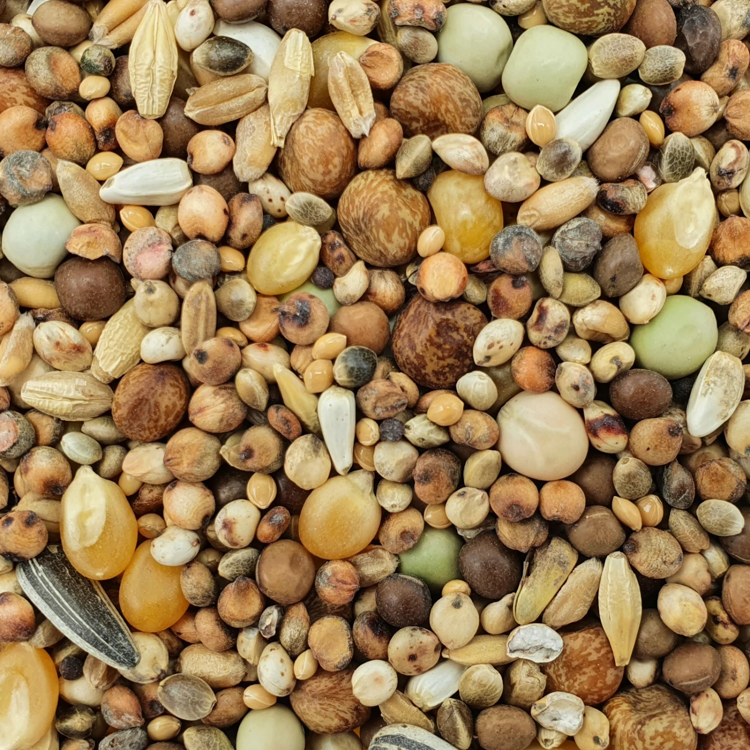 Spinne Stipsky Mischung - Tümmler 25kg 1 Spinne Stipsky Mischung - Tümmler 25kg