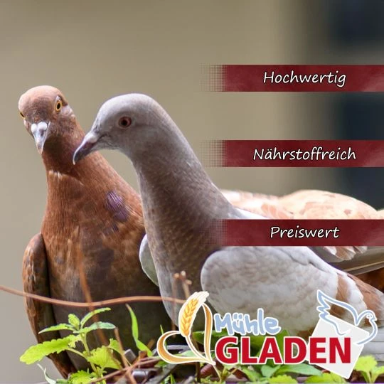 Gladen - Sämereien - Zusatzfutter Für Tauben - 5kg 2 Gladen - Sämereien - Zusatzfutter Für Tauben - 5kg – Bild 2