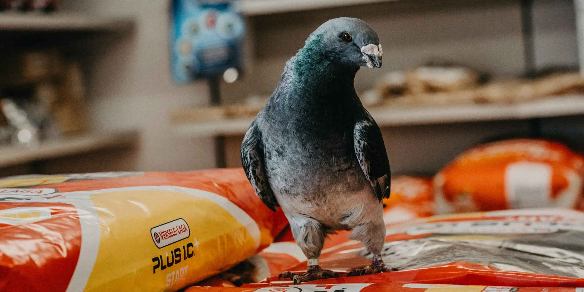 Muhle Gladen Geschaft 7 Muhle Gladen Geschaft -Muhle Gladen Geschaft tiernahrung lindemeyer laden taube sack