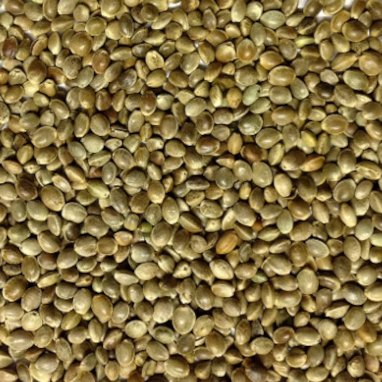 Hanfsaat Mittel - Vanrobaeys 15kg 1 Hanfsaat Mittel - Vanrobaeys 15kg